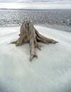 Snag frozen in ice with melt water