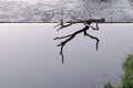 A snag lies on the edge of a dam in a calm water zone