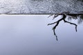 A snag lies on the edge of a dam in a calm water zone