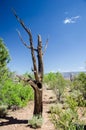 Snag Pipe Creek Vista Grand Canyon Royalty Free Stock Photo