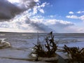 Snag on the river, protruding from the ice. Royalty Free Stock Photo