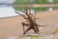 Snag on the river shore Royalty Free Stock Photo