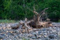 Snag on the rocky banks of the river.