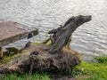 Snag on the shore of the lake. An old dried stump near the water. Dead tree Royalty Free Stock Photo