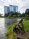 Snag on the shore of the lake. An old dried stump near the water. Dead tree Royalty Free Stock Photo