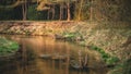 snag of sub-wood sticking out of the water Royalty Free Stock Photo