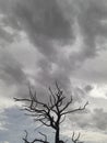 A snag tree on the nature tree in the cloudy sky