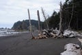 Snag trees on black beach Royalty Free Stock Photo