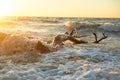 The snag that washed up on the shore.A large tree trunk, the high waves . Storms. Golden sunset Royalty Free Stock Photo