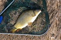 Snagged carp in landing net in sunshine, dry grass in background Royalty Free Stock Photo