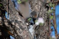 Snagged Downy Woodpecker