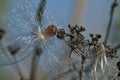 Snagged Milkweed Seed Glistening in the Sunlight