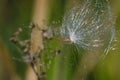 Snagged Milkweed Seed Glistening in the Sunlight