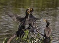 Double-crested Cormorants Fight for a Fishy Meal Royalty Free Stock Photo