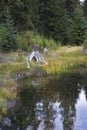 snags on coast of a bog