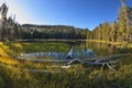 Snags, stubs and dry trees on lake in mountains