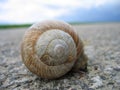 Snail Royalty Free Stock Photo