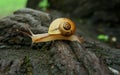 Snail