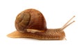 Snail