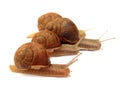 Snail Royalty Free Stock Photo