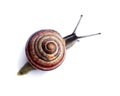 Snail Royalty Free Stock Photo