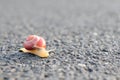 Snail Royalty Free Stock Photo