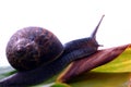Snail Royalty Free Stock Photo