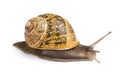 Snail Royalty Free Stock Photo