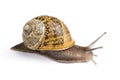 Snail Royalty Free Stock Photo