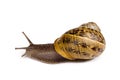Snail Royalty Free Stock Photo