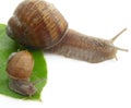 Snail Royalty Free Stock Photo