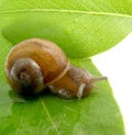 Snail Royalty Free Stock Photo