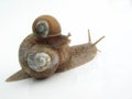 Snail Royalty Free Stock Photo