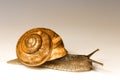 Snail Royalty Free Stock Photo