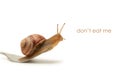 Snail Royalty Free Stock Photo
