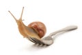Snail Royalty Free Stock Photo