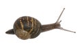 Snail Royalty Free Stock Photo