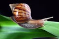 Snail Royalty Free Stock Photo