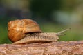 Snail Royalty Free Stock Photo