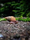 Snail Ã°Å¸ÂÅ Royalty Free Stock Photo