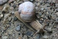 Snail