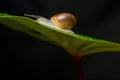 Snail