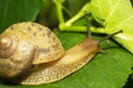 Snail