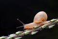 Snail Royalty Free Stock Photo