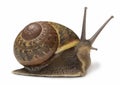 Snail Royalty Free Stock Photo