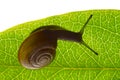 Snail