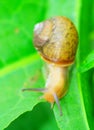 Snail Royalty Free Stock Photo