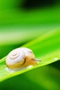 Snail Royalty Free Stock Photo