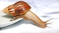 Snail Royalty Free Stock Photo