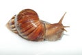 Snail